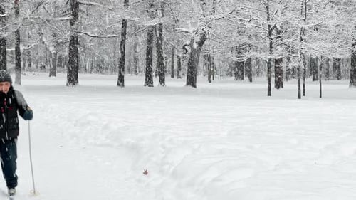 A Snowstorm in a Winter Public Park It is Snowing Heavily Snowflakes are Slowly Falling Tree