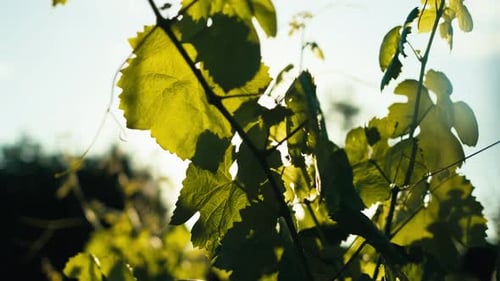 Sonnenstrahlen durch Weinrebenblätter mit seitlicher Bewegung