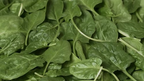 Green spinach leaves. Greens rotating background. Fresh organic spinach leaves - concept of healthy