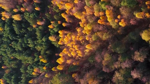 Fall colors of sunlit forest. Autumn forest with colorful trees. Vertical video