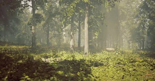 Lush Green Forest with Sunlight Filtering Through Tall Trees in the Morning