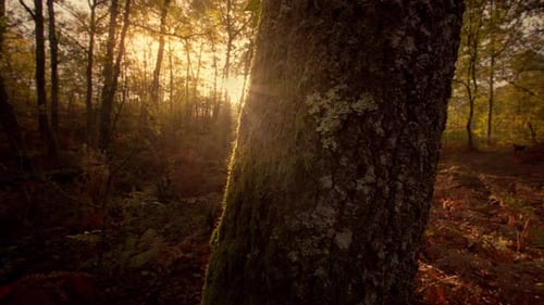 Sunrise Light Through Lush Forest Trees