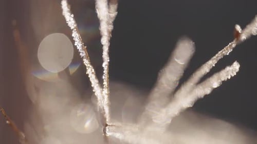 Icy Branch Covered in Winter Frost