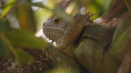 Close Up View of Green Iguana Iguana Iguana Through Green Vegetation