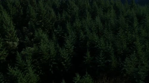 Aerial of Oregon Forest: Ultra