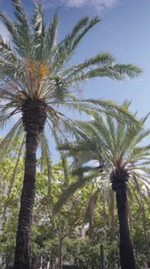 Palm Trees Against Clear Blue Sky in Vertical Video