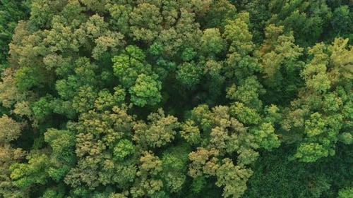 Aerial View Looking Down Over Dense Mixed Green Forest Canopy in Summer
