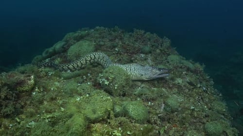 moray eel swimming over reef