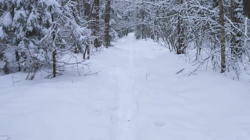 Caminando lento en invierno por un sendero en el bosque