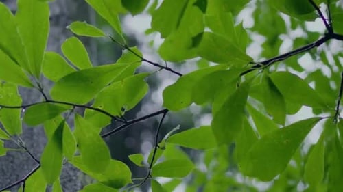 Cinematic View Of Forest Tree and Green Nature