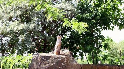 Erdmännchen stehen auf einem Stein und drehen ihren Kopf um, um nach draußen zu schauen. Suricates.
4K-Filmmaterial