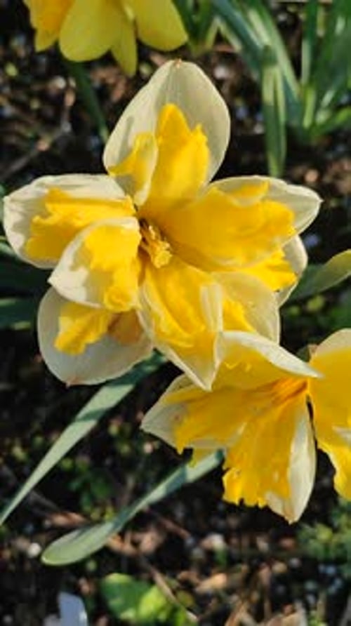 Blooming Narcissus Flower Sunny Spring Varietal Variety Banana Splash Vertical