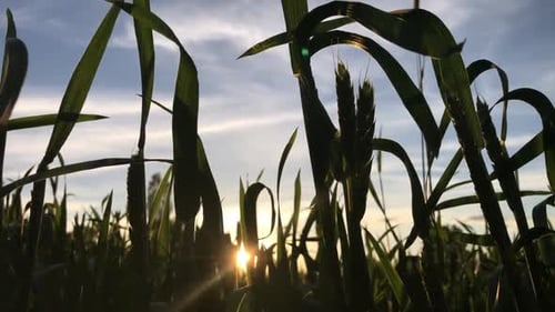Landwirtschaft Landwirtschaft Lebensmittelindustrie