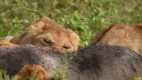 Lion Cubs eating an Antelope and flies buzzing around in the Serengeti