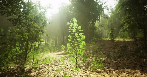 Sunlight Filtering Through Trees in a Vibrant Green Forest Setting