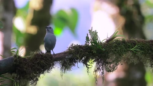 A blue bird perches on a moss-covered branch in the lush forests of Mindo, Ecuador