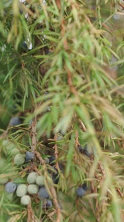 Juniperus with berries close-up. Camera slide. Vertical video.