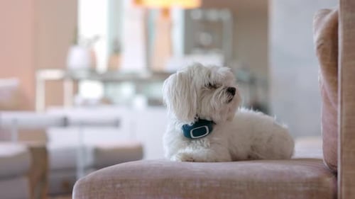 Fluffy White Dog Relaxing on Couch Indoors