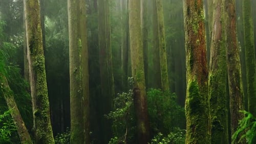 Imagen estática de árboles brumosos del bosque rodeados de una exuberante vegetación verde. Día brumoso que crea un Dramático