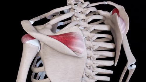 Supraspinatus Muscle Movement
