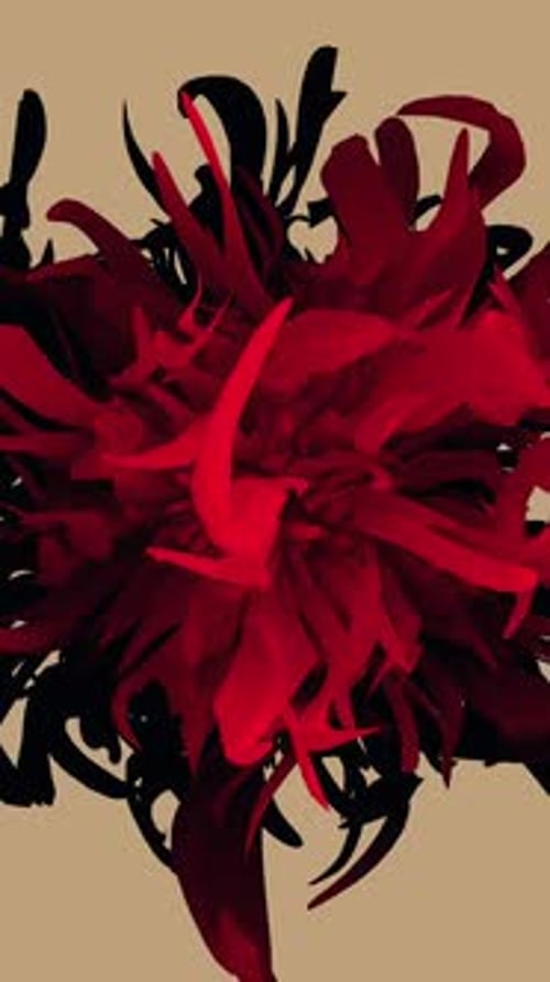 Flower background graphic animated slow motion It can be used as a background for social media