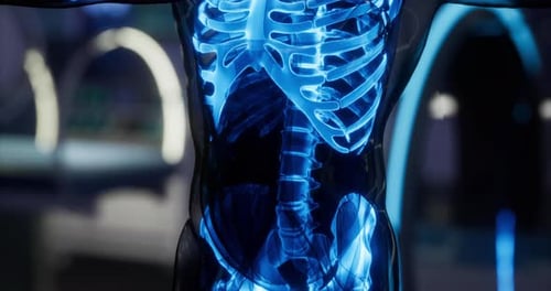 Detailed Anatomy of the Human Body Skeleton with Highlighted Structures