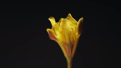 Yellow Flower Blooming in Time Lapse on Black