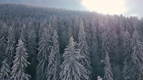 Winter Forest Aerial