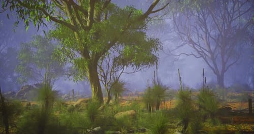 Atmospheric Misty Eucalyptus Forest Landscape Motion Background