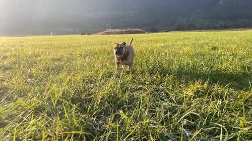 Old English Bulldog with Brown White Coat running through a meadow