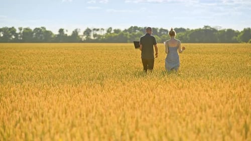 Golden Wheat Field Walk and Talk