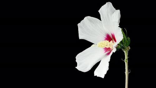Blooming White Flower on Black Background