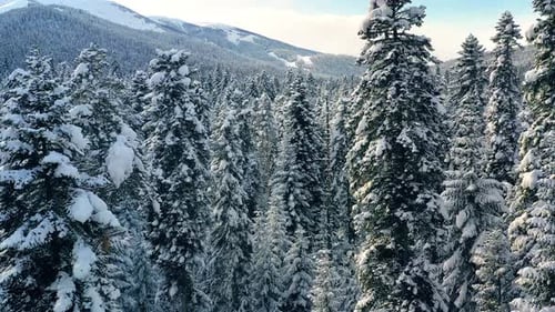 Beautiful snow scene forest in winter. Flying over of pine trees covered with snow.
