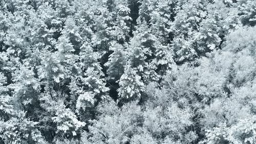 Beautiful Snowy White Forest In Winter Frosty Day Aerial View Flight Above Amazing Pine Forest