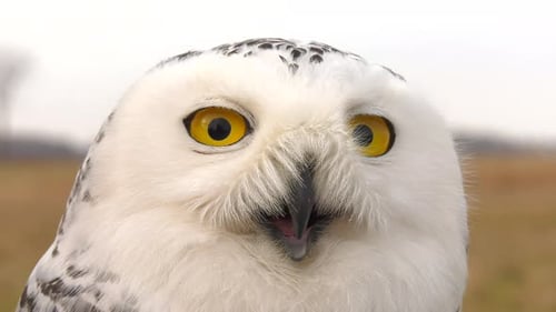 snowy owl mouth open and looking around blinks slow motion 4k 60fps