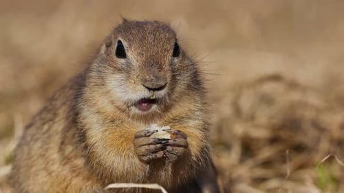 Lustiger flauschiger Gopher, der Brot isst, kleines Erdhörnchen oder kleiner Suslik, Spermophilus Pygmaeus