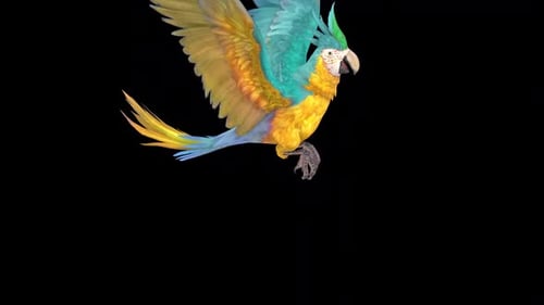 Blue And Yellow Macaw Bird Flying And Landing Animation