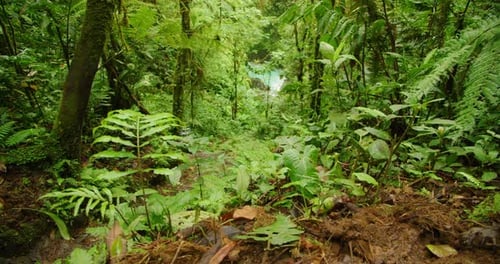 Lush green jungle foliage frames a glimpse of bright turquoise water down a steep descent