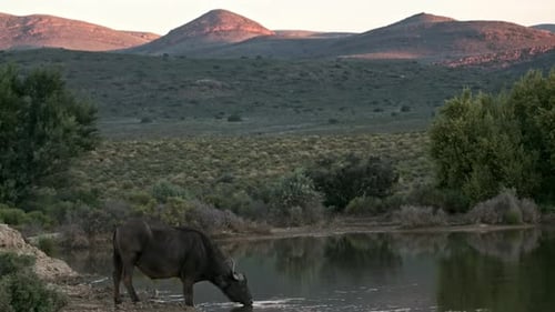 Lone buffalo drinking at a watering hole at dusk in the Klein Karoo of South Africa