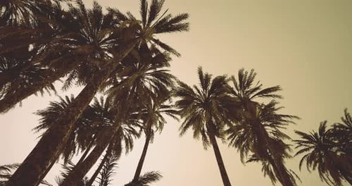 Tropical Palm Trees Against Sunny Golden Sky with Sunbeams