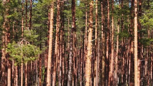 Drohnenschwenkfoto aus dem Kiefernwald.