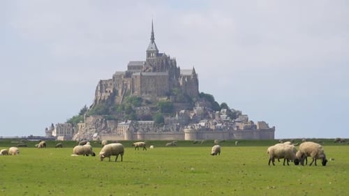 Sheep walking and Eating in pasture with Mont Saint Michel in background