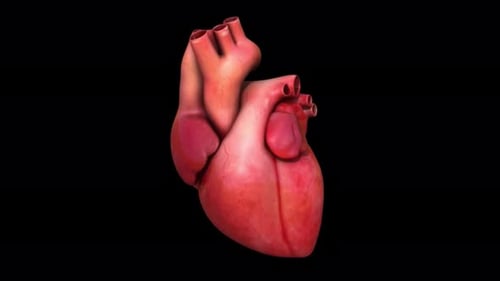 3D Animation of Human Heart Anatomy and Blood Flow