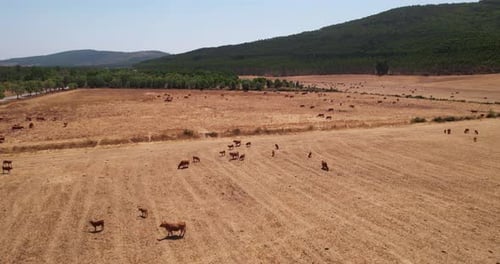 Drohnenaufnahme von Rindern, die auf riesigen Trockenweiden weiden