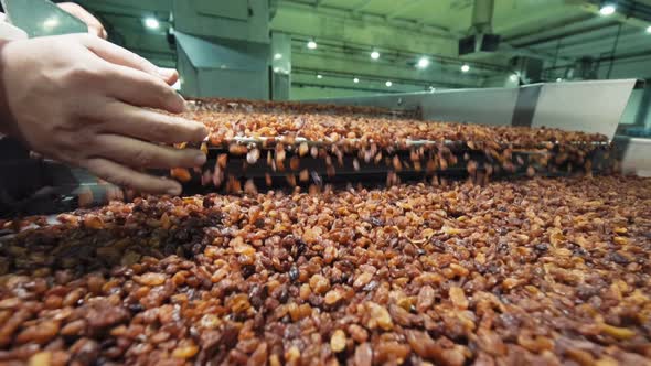 Raisin processing plant. The Manufacturing Process of Raisin. 4K ...