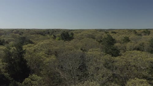 Drone shot flying forwards over a forest.