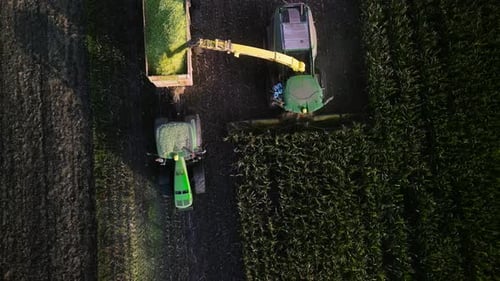 Ernteverfahren für Maissilage. Feldhäcksler auf dem Maisfeld. Kombinieren Sie die Maisernte