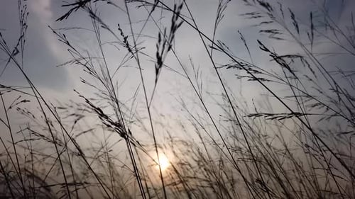 close-up of grass silhouette against sun background.