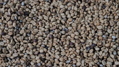 Coffee Beans Drying Process Outdoors Shot