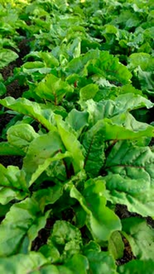 Rüben, die im Garten wachsen, selektiver Fokus